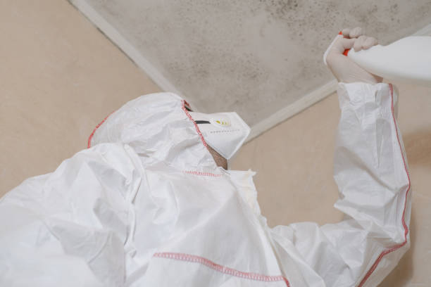 Mold Removal Process in Tiptonville, TN