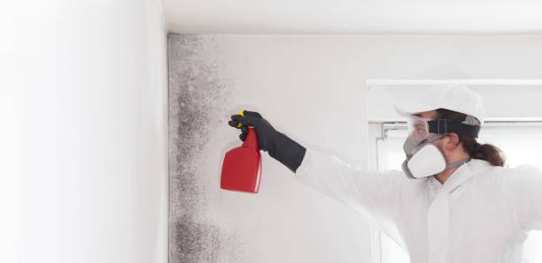 Best Mold Removal Process  in Tiptonville, TN