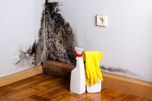 Best Same-Day Mold Removal  in Tiptonville, TN