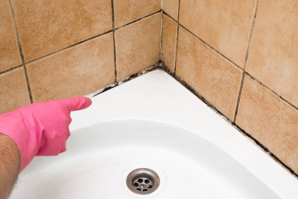 Best Black Mold Removal  in Tiptonville, TN